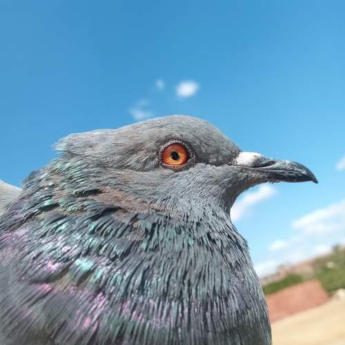 Photo #10566721