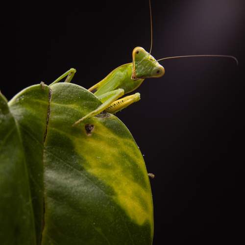 Photo #10566981