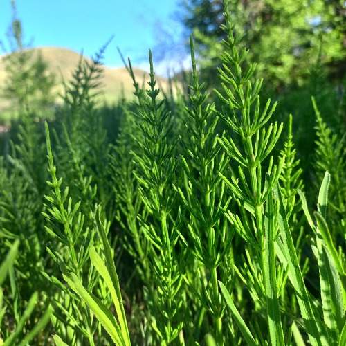 Photo #10567255