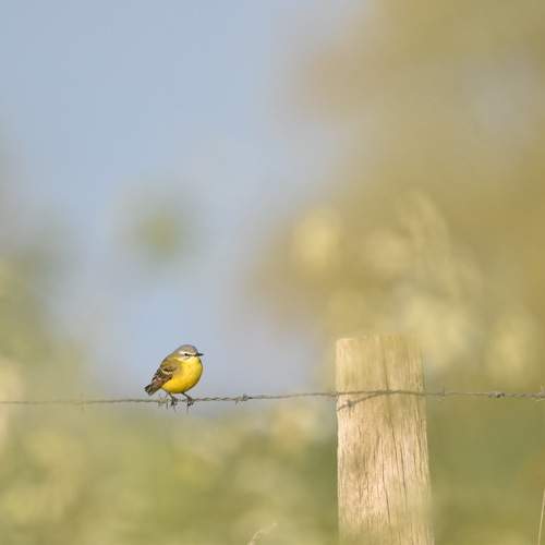 Photo #10567706