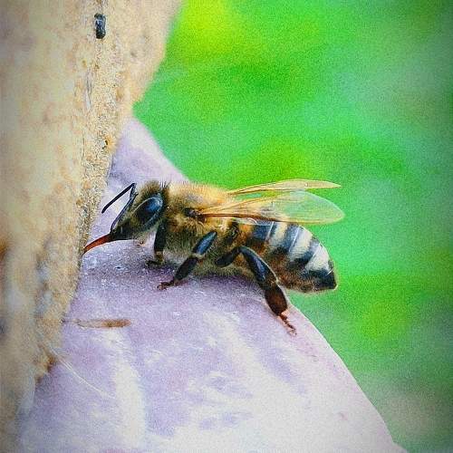 Photo #10567782