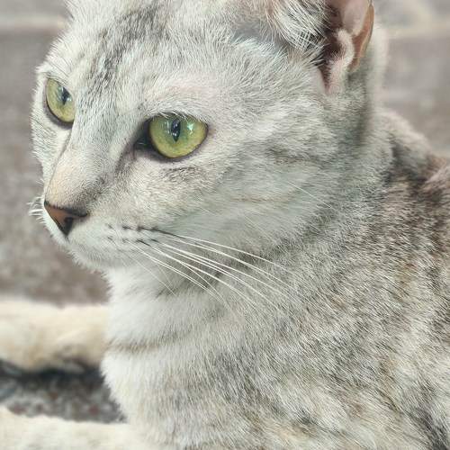 Photo #10568938