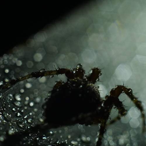 Photo #10569036