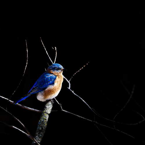 Blue Bird in a Black World