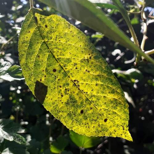 Photo #10570019