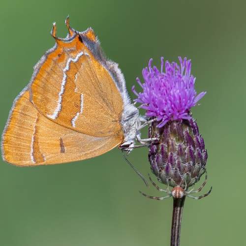 Photo #10570204