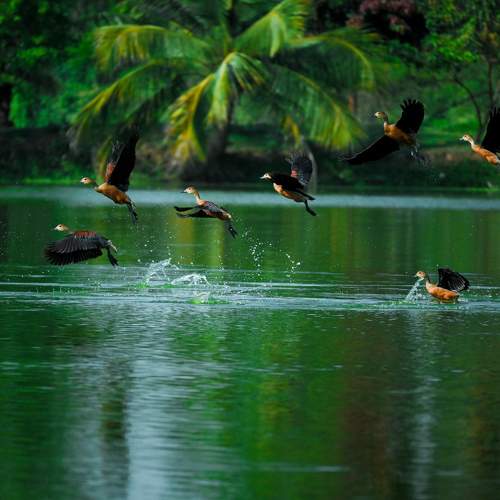 Whistling ducks
