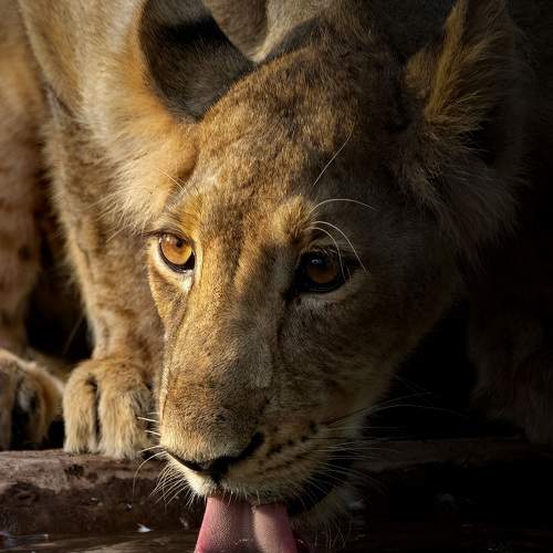 Photo #10570587
