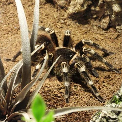 Photo #10571237