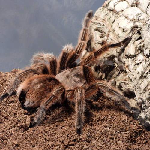 Photo #10571238