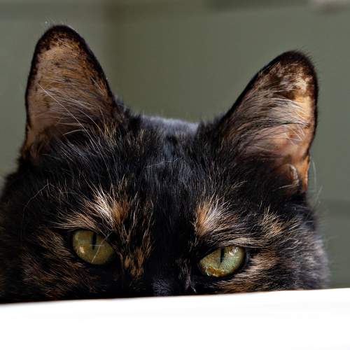 Photo #10573288