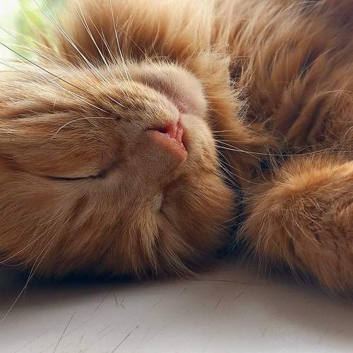 Photo #10573538