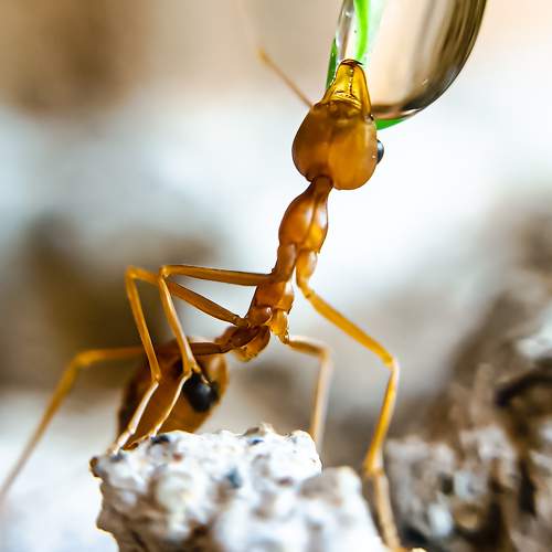 An ant's sip in macro symphony