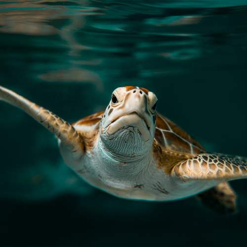 Photo #10574187