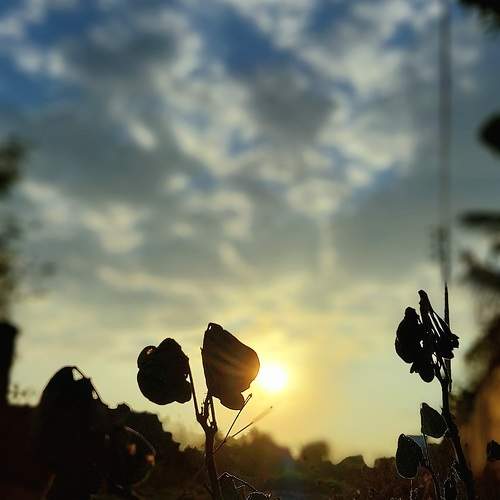Photo #10574263