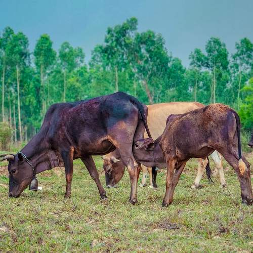 Photo #10575835