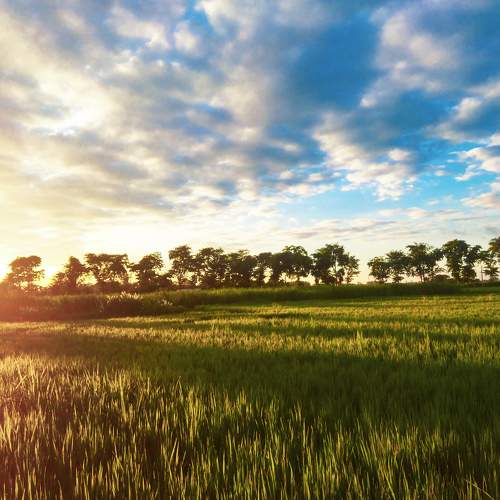 Sunset peddy field