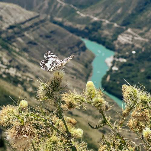 Photo #10579122