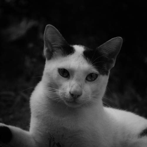 ancestral stare