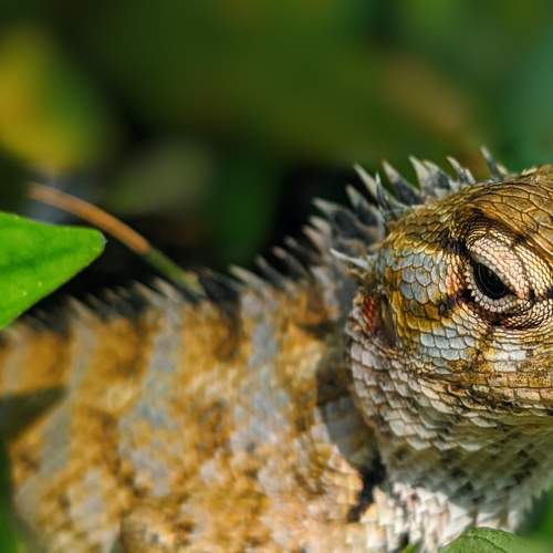 camouflaged creations