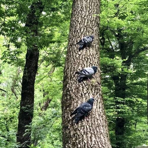 Photo #10580404