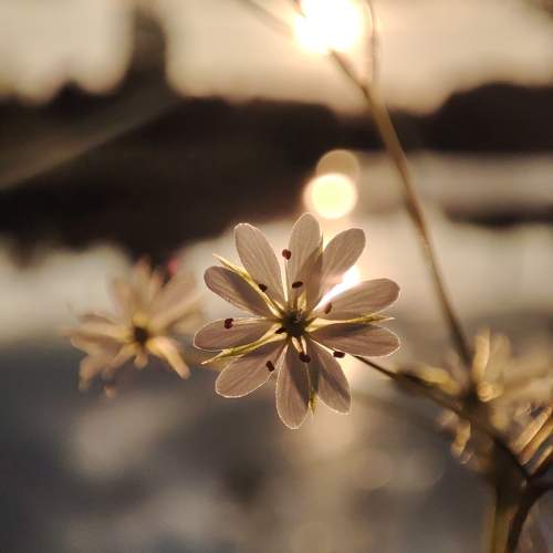 Photo #10582708