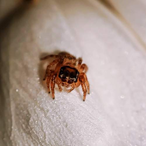 Photo #10582762