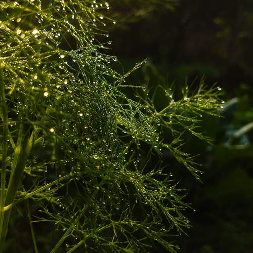 Winter morning dew
