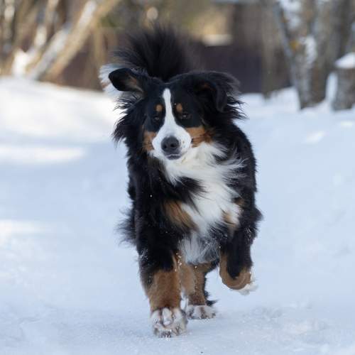Photo #10583148