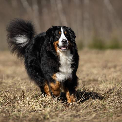 Photo #10583420
