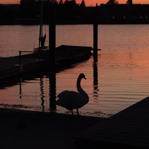 Photo #10583650