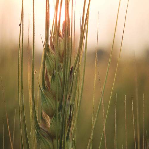Photo #10584001
