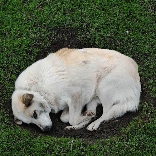 Photo #10584046