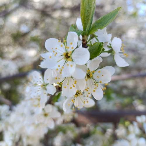 Photo #10584518