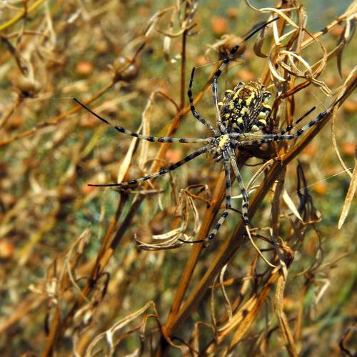 Photo #10586779