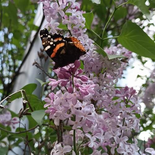Photo #10586924