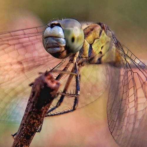 Macro of Dragon Fly