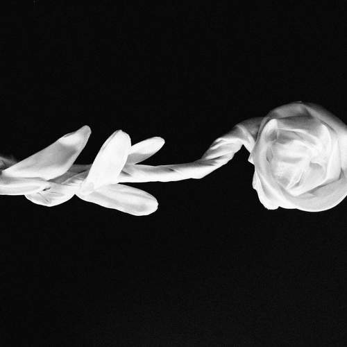 Photo #10588282