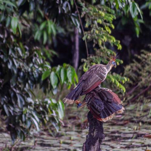 Ophisthocomus hoazin - Cigana in the Brazilian Amazon
