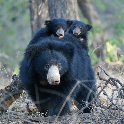 Photo #10588488
