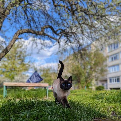 Photo #10588590