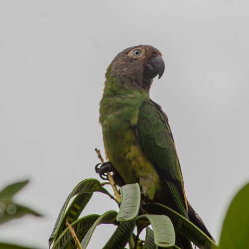 Periquito-de-cabeça-suja