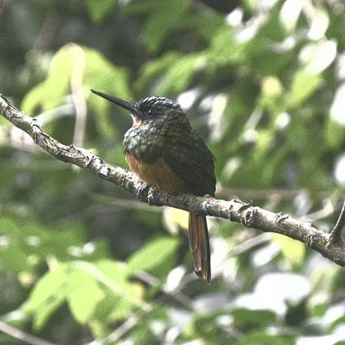 Ariranha APA Tinguazinho Nova Iguaçu