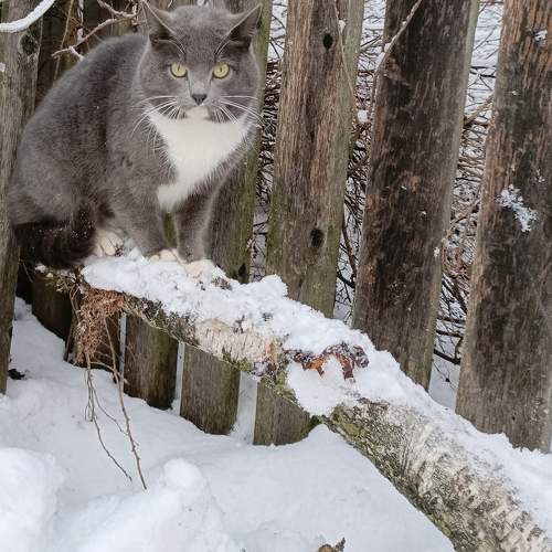Photo #10592053