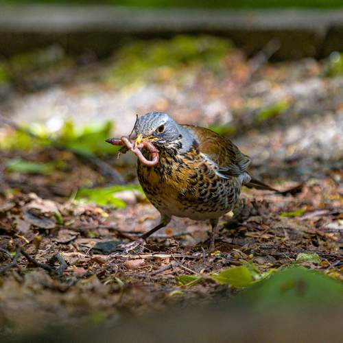 Photo #10592877