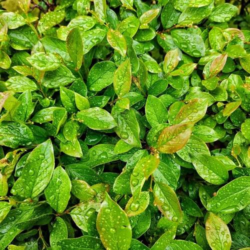 Photo #10594242