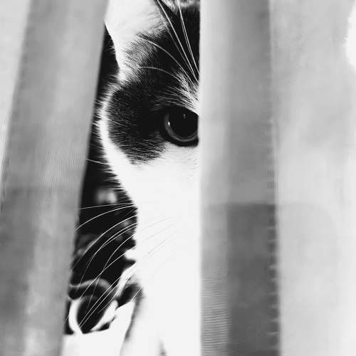 Photo #10594981
