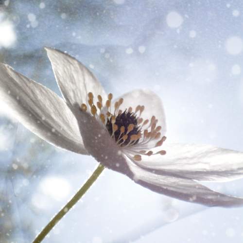 Photo #10596554