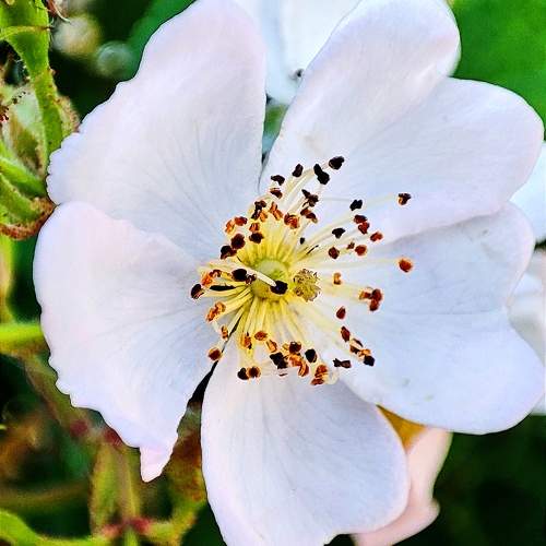 Photo #10597438