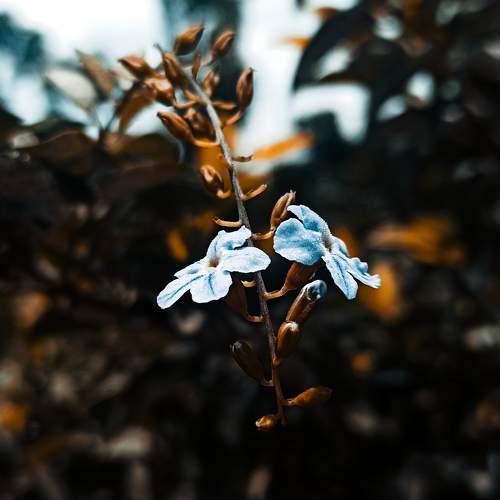 Duranta Plant